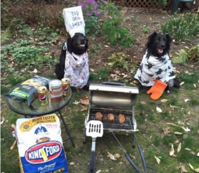 Cute And Funny Pets (62 pics)