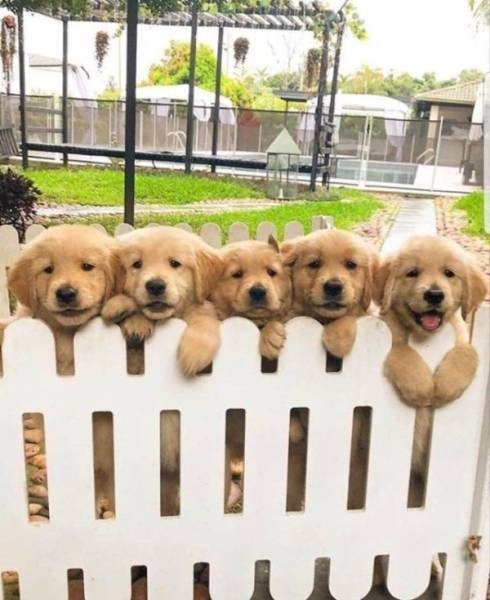 Cute And Funny Pets (62 pics)