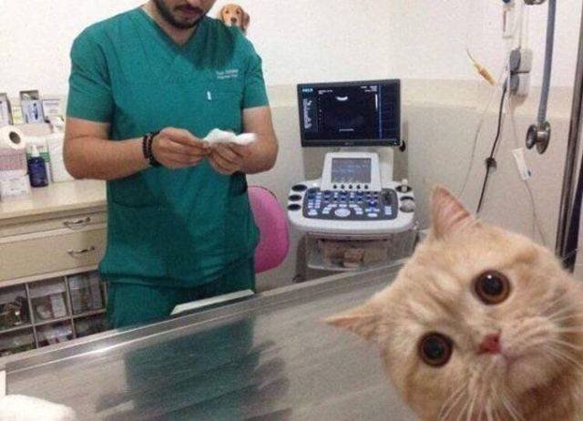 Funny Animals (55 pics)