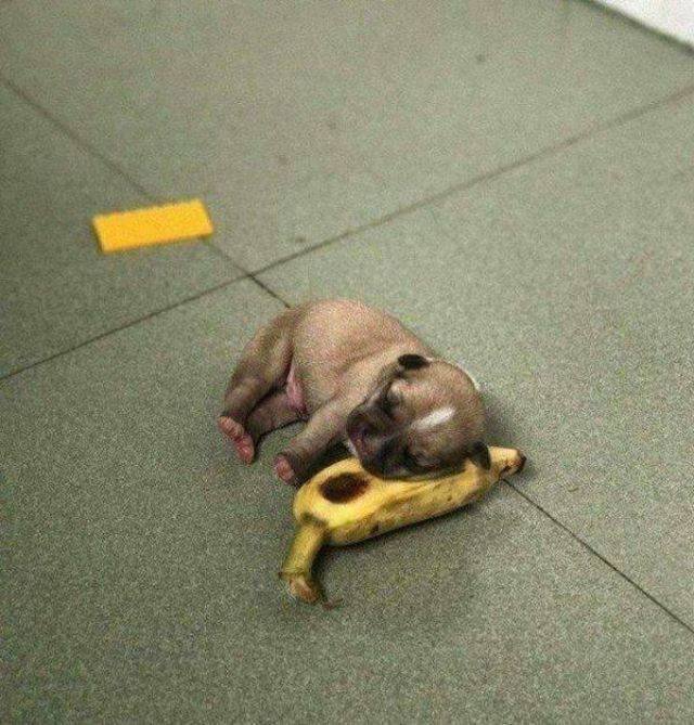 Funny Animals (55 pics)