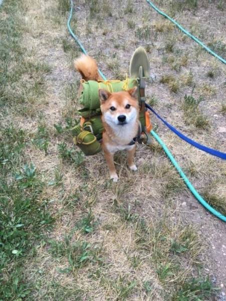 Cute And Funny Pets (62 pics)