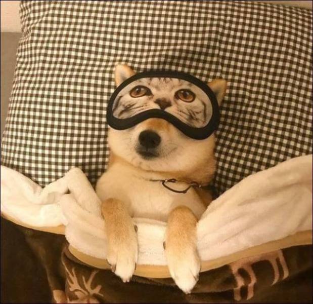 Funny Animals (55 pics)