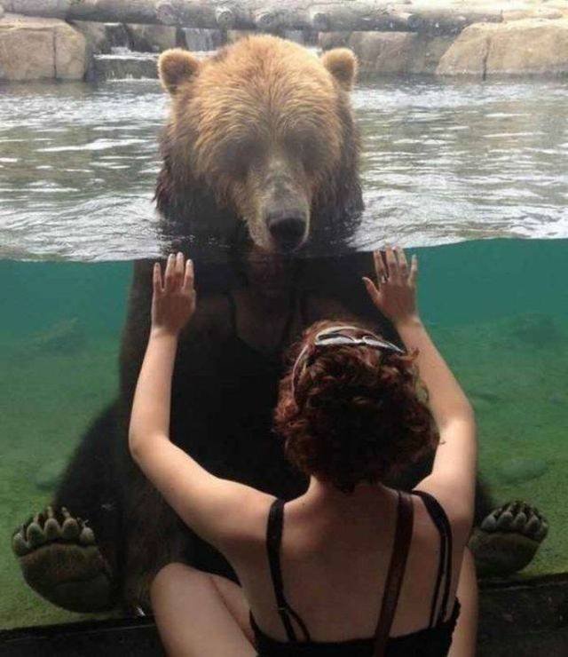 Funny Animals (55 pics)