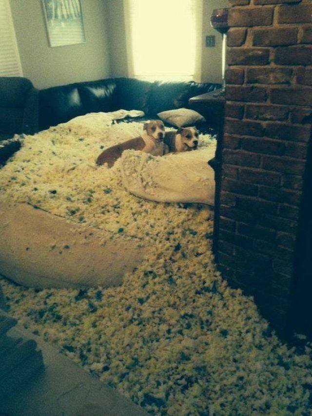 Funny Animals (55 pics)