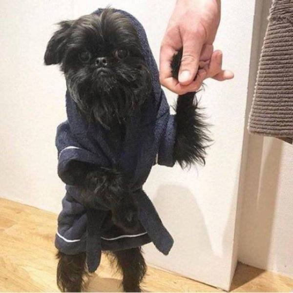 Funny Animals (55 pics)