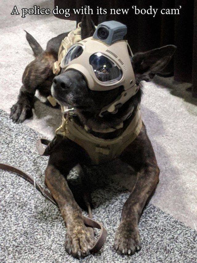 Funny Animals (55 pics)