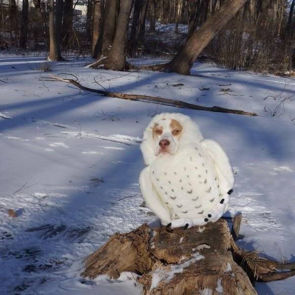 Cute And Funny Pets (62 pics)