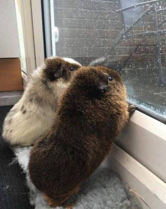 Funny Animals (55 pics)