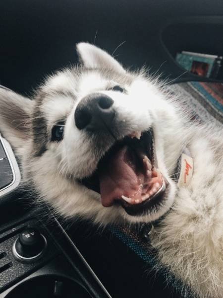 Cute And Funny Pets (62 pics)