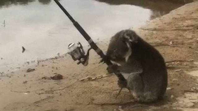 Funny Animals (55 pics)