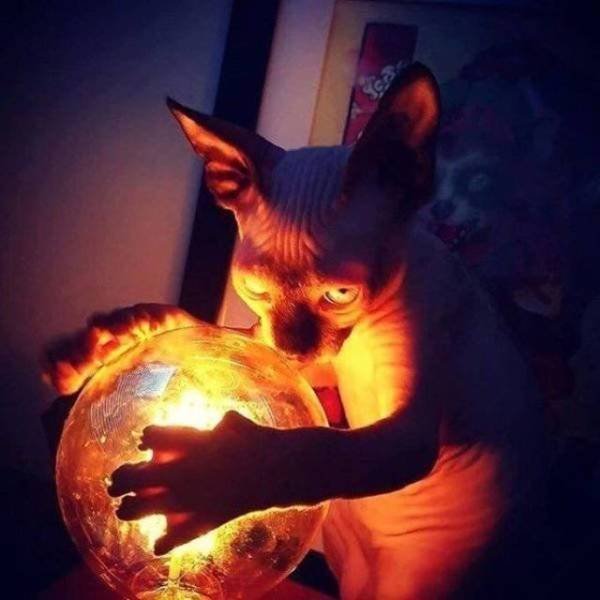 Funny Animals (55 pics)