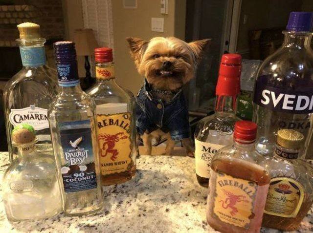 Funny Animals (55 pics)