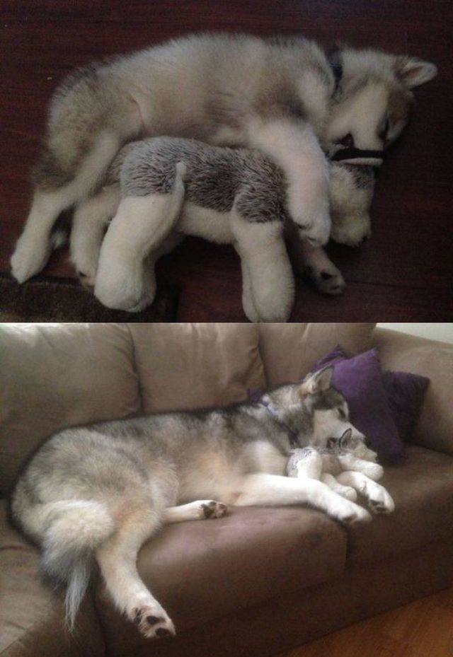 Funny Animals (55 pics)