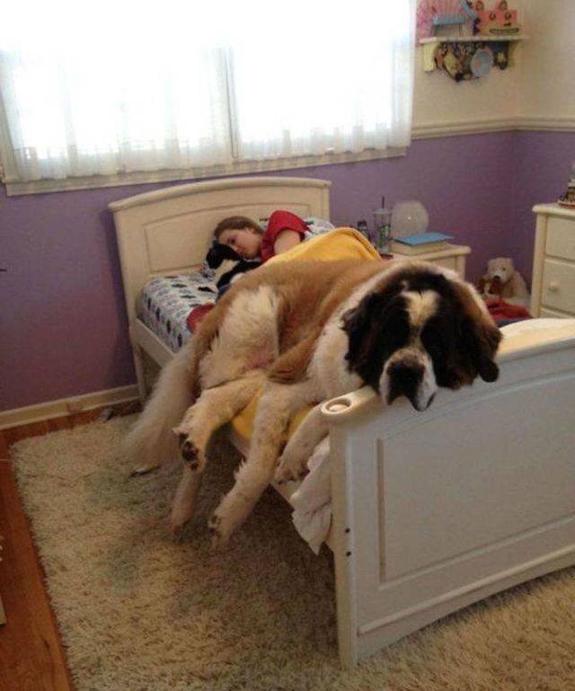 Funny Animals (55 pics)