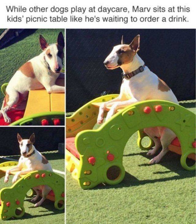 Funny Animals (55 pics)
