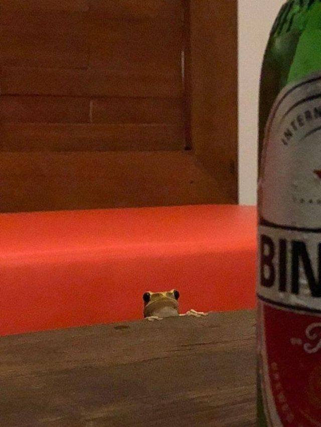 Funny Animals (55 pics)