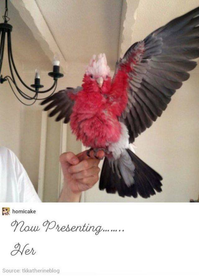 Funny Animals (55 pics)
