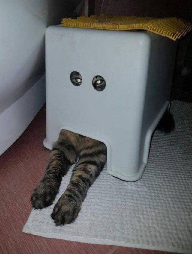 Funny Animals (55 pics)