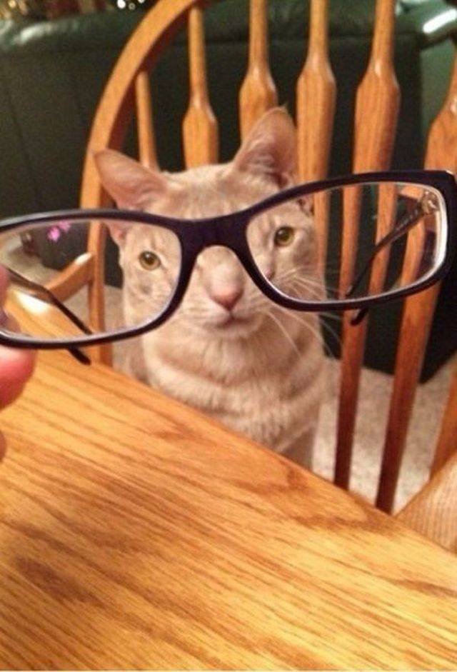 Funny Animals (55 pics)