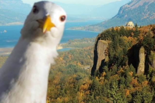 Cute And Funny Pets (62 pics)