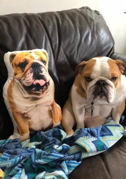 Cute And Funny Pets (62 pics)