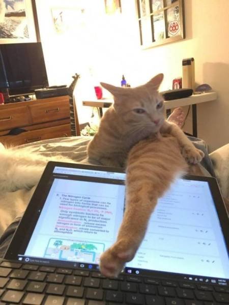 Cute And Funny Pets (62 pics)