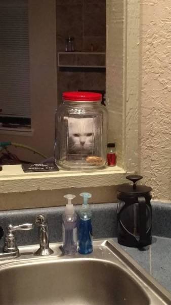 Cute And Funny Pets (62 pics)
