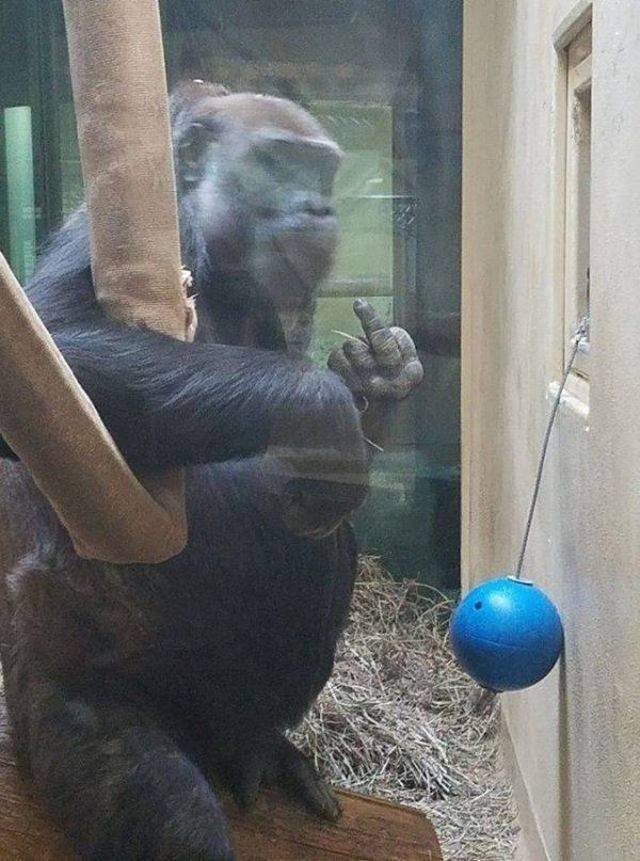 Funny Animals (55 pics)
