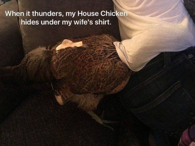 Funny Animals (55 pics)