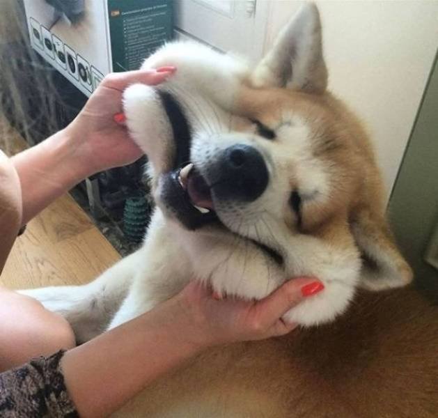 Cute And Funny Pets (62 pics)