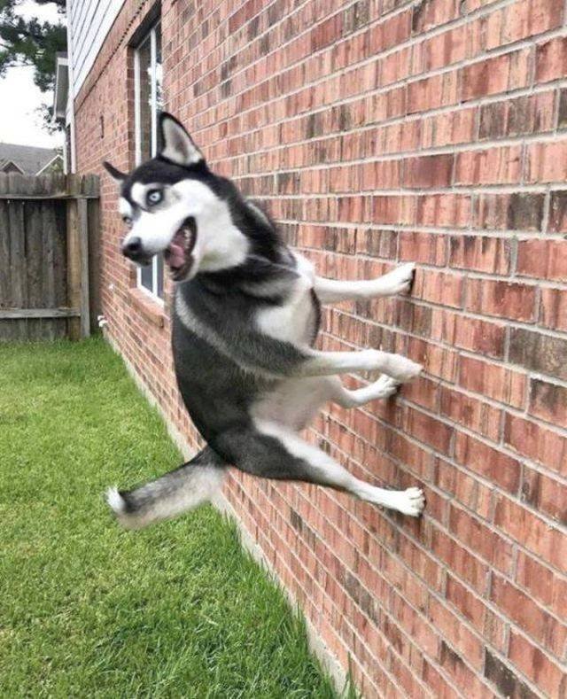 Funny Animals (55 pics)