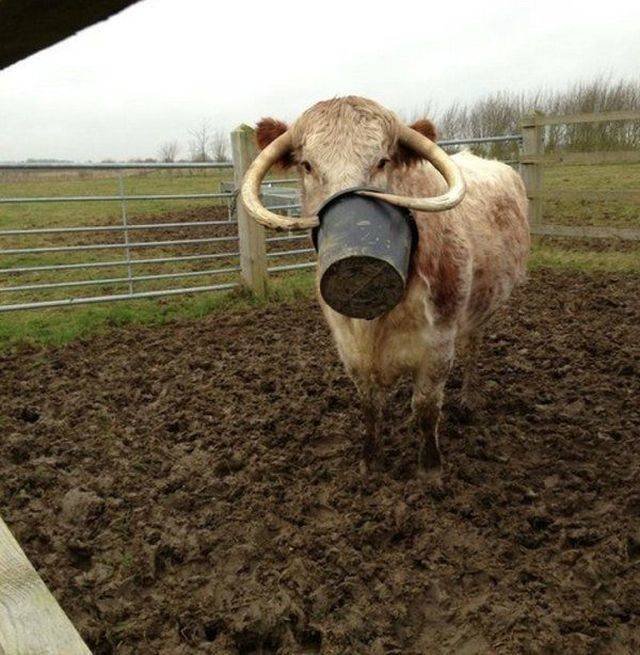 Funny Animals (55 pics)