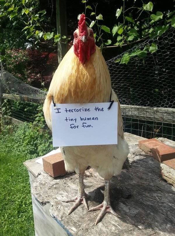 Cute And Funny Pets (62 pics)