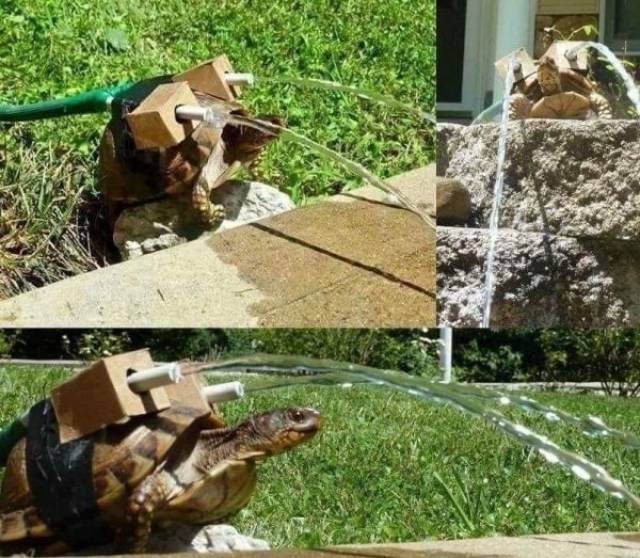 Cute And Funny Pets (62 pics)