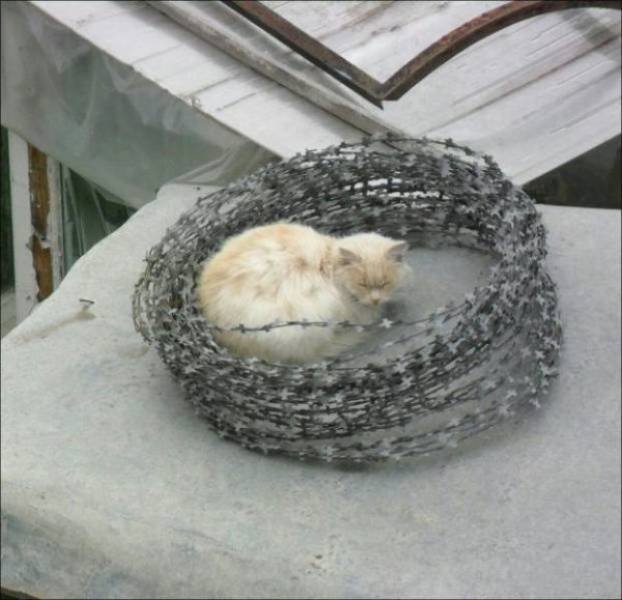 Cute And Funny Pets (62 pics)