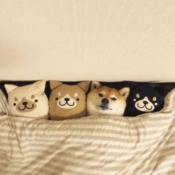 Funny Animals (55 pics)