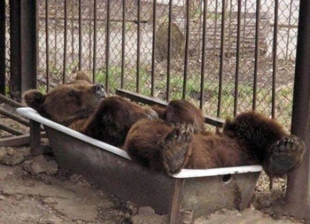 Cute And Funny Pets (62 pics)