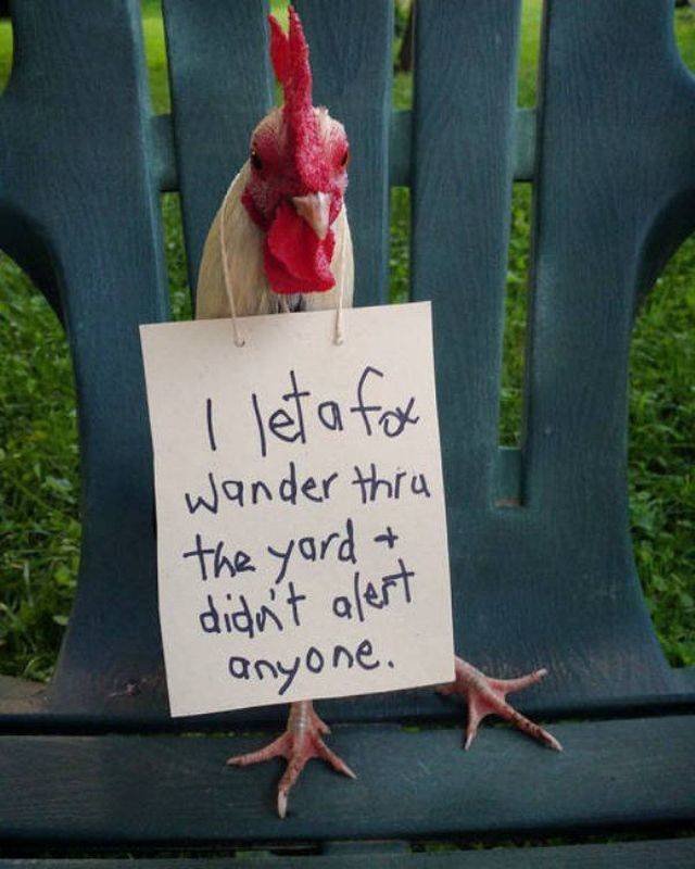 Funny Animals (55 pics)