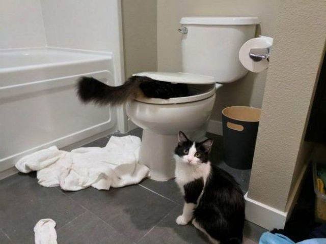 Funny Animals (55 pics)