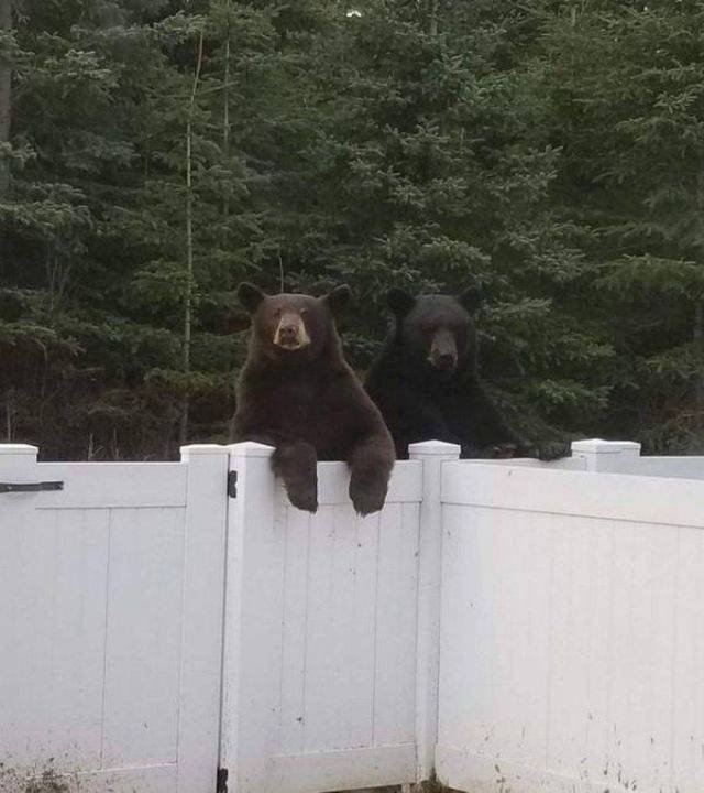 Funny Animals (55 pics)