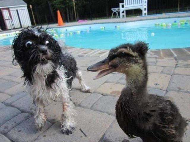 Funny Animals (55 pics)
