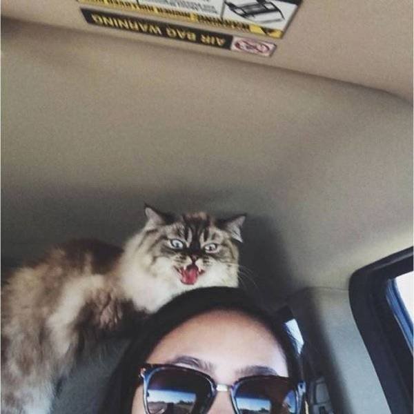 Cute And Funny Pets (62 pics)