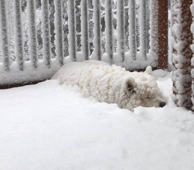 Cute And Funny Pets (62 pics)