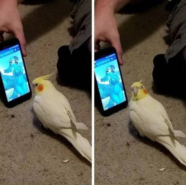 Funny Animals (55 pics)