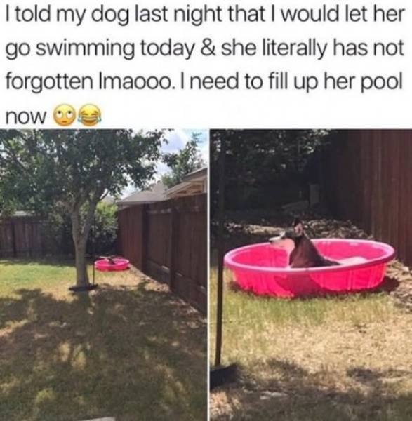 Cute And Funny Pets (62 pics)