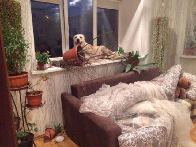 Cute And Funny Pets (62 pics)