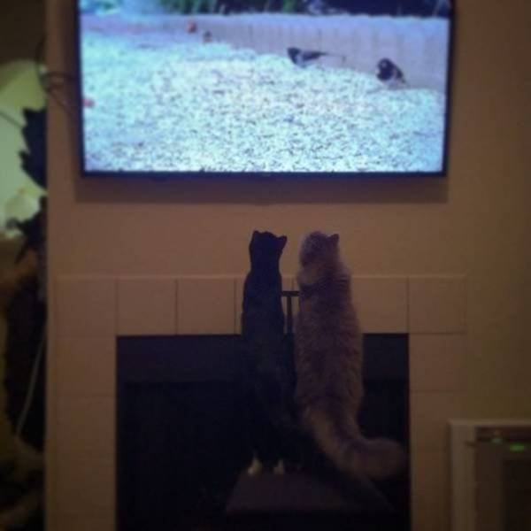 Funny Animals (55 pics)
