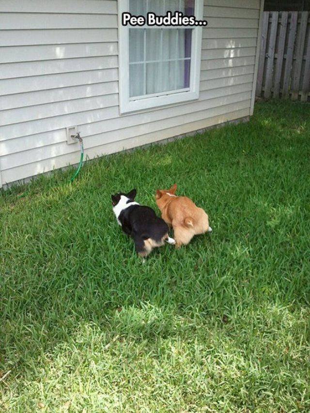 Funny Animals (55 pics)