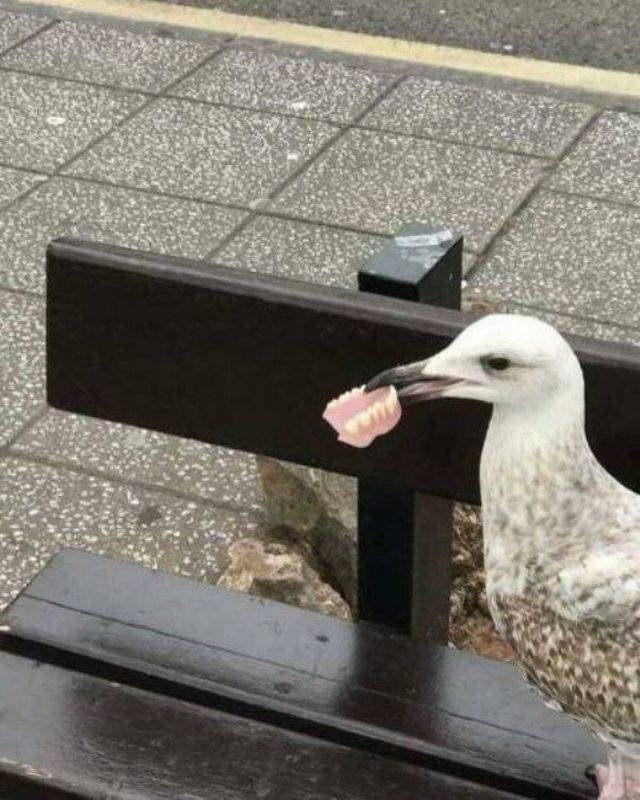 Funny Animals (55 pics)