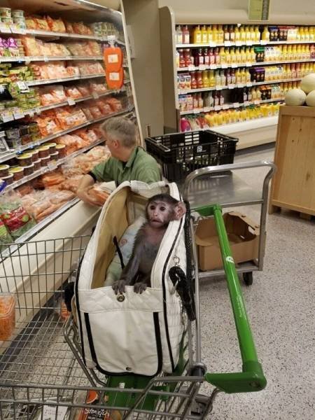 Cute And Funny Pets (62 pics)
